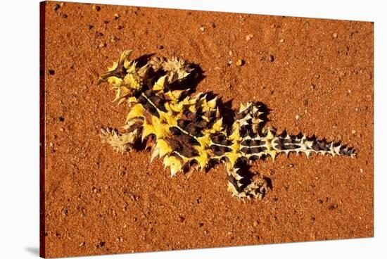 Thorny Devil, Uluru - Kata Tjuta National Park, Australia-Paul Souders-Stretched Canvas