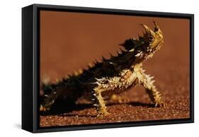 Thorny Devil-null-Framed Stretched Canvas