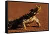 Thorny Devil-null-Framed Stretched Canvas