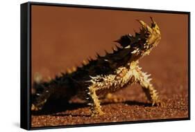 Thorny Devil-null-Framed Stretched Canvas