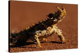 Thorny Devil-null-Stretched Canvas
