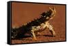 Thorny Devil-null-Framed Stretched Canvas