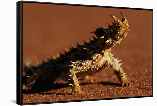 Thorny Devil-null-Framed Stretched Canvas