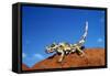 Thorny Devil-null-Framed Stretched Canvas