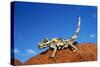 Thorny Devil-null-Stretched Canvas