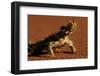 Thorny Devil-null-Framed Premium Photographic Print