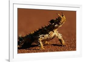 Thorny Devil-null-Framed Photographic Print