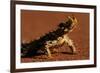 Thorny Devil-null-Framed Photographic Print