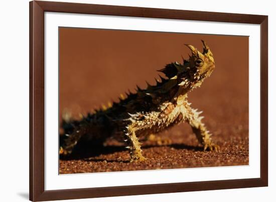 Thorny Devil-null-Framed Photographic Print