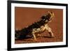 Thorny Devil-null-Framed Photographic Print