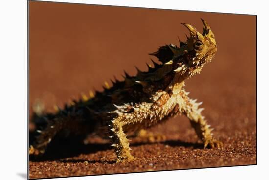 Thorny Devil-null-Mounted Photographic Print