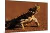 Thorny Devil-null-Mounted Photographic Print