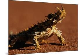 Thorny Devil-null-Mounted Photographic Print