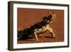 Thorny Devil-null-Framed Photographic Print