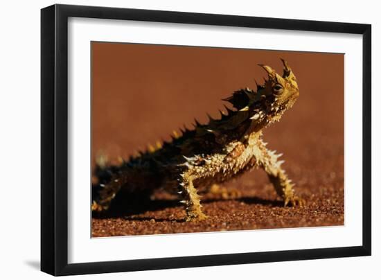 Thorny Devil-null-Framed Photographic Print