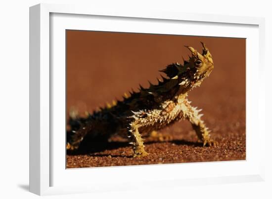 Thorny Devil-null-Framed Photographic Print