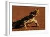 Thorny Devil-null-Framed Photographic Print