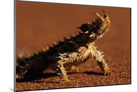 Thorny Devil-null-Mounted Photographic Print