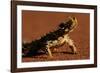 Thorny Devil-null-Framed Photographic Print