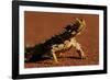 Thorny Devil-null-Framed Photographic Print