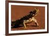 Thorny Devil-null-Framed Photographic Print
