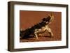 Thorny Devil-null-Framed Photographic Print