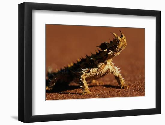 Thorny Devil-null-Framed Photographic Print