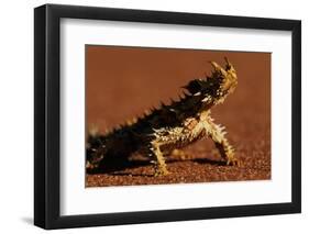 Thorny Devil-null-Framed Photographic Print