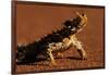 Thorny Devil-null-Framed Photographic Print