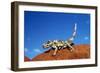 Thorny Devil-null-Framed Photographic Print