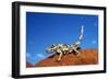 Thorny Devil-null-Framed Photographic Print