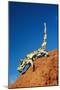 Thorny Devil-null-Mounted Photographic Print