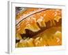 Thorny Oyster Mantle Detail and Eyes, Banda Sea, Indonesia-Stuart Westmoreland-Framed Photographic Print