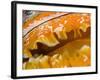 Thorny Oyster Mantle Detail and Eyes, Banda Sea, Indonesia-Stuart Westmoreland-Framed Photographic Print