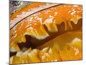 Thorny Oyster Mantle Detail and Eyes, Banda Sea, Indonesia-Stuart Westmoreland-Mounted Photographic Print