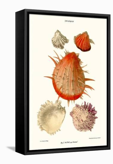 Thorny Oyster Shell-John Mawe-Framed Stretched Canvas