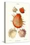 Thorny Oyster Shell-John Mawe-Stretched Canvas