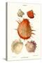 Thorny Oyster Shell-John Mawe-Stretched Canvas