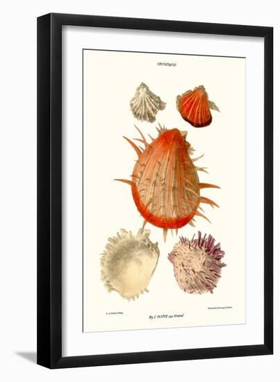 Thorny Oyster Shell-John Mawe-Framed Art Print