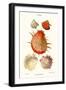 Thorny Oyster Shell-John Mawe-Framed Art Print