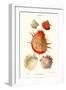 Thorny Oyster Shell-John Mawe-Framed Art Print