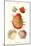 Thorny Oyster Shell-John Mawe-Mounted Art Print