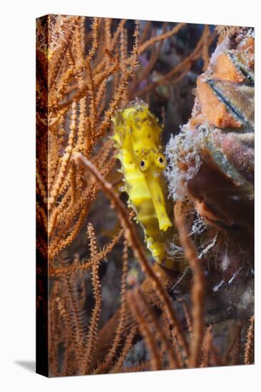 Thorny Seahorse (Hippocampus Hystrix), Southern Thailand, Andaman Sea, Indian Ocean, Southeast Asia-Andrew Stewart-Stretched Canvas