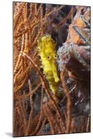 Thorny Seahorse (Hippocampus Hystrix), Southern Thailand, Andaman Sea, Indian Ocean, Southeast Asia-Andrew Stewart-Mounted Photographic Print