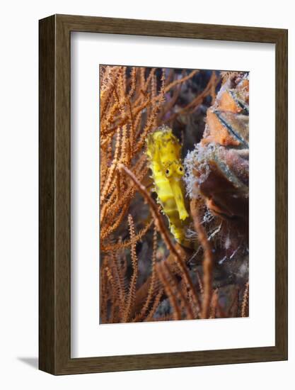 Thorny Seahorse (Hippocampus Hystrix), Southern Thailand, Andaman Sea, Indian Ocean, Southeast Asia-Andrew Stewart-Framed Photographic Print