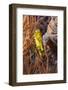 Thorny Seahorse (Hippocampus Hystrix), Southern Thailand, Andaman Sea, Indian Ocean, Southeast Asia-Andrew Stewart-Framed Photographic Print