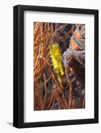 Thorny Seahorse (Hippocampus Hystrix), Southern Thailand, Andaman Sea, Indian Ocean, Southeast Asia-Andrew Stewart-Framed Photographic Print