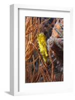 Thorny Seahorse (Hippocampus Hystrix), Southern Thailand, Andaman Sea, Indian Ocean, Southeast Asia-Andrew Stewart-Framed Photographic Print