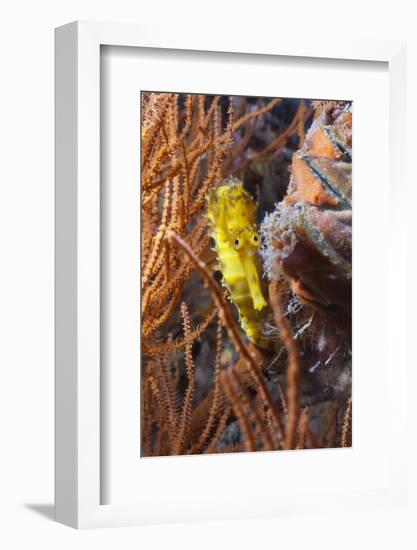 Thorny Seahorse (Hippocampus Hystrix), Southern Thailand, Andaman Sea, Indian Ocean, Southeast Asia-Andrew Stewart-Framed Photographic Print