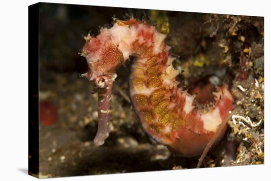 Thorny Seahorse, Side View, Red and Pink with Yellow Markings, Bali-null-Stretched Canvas